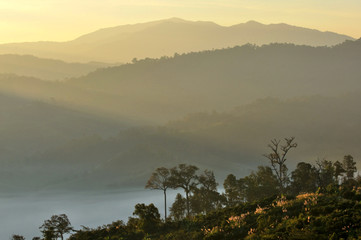  View Mountain  sunrise light morning mist mountain  Phu Lanka  in Phayao ,Thailand 