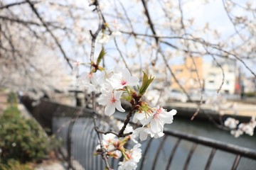 桜　サクラ　さくら