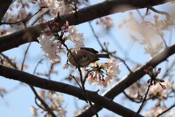 桜　サクラ　さくら