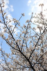 桜　サクラ　さくら