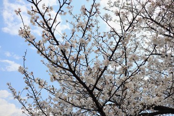 桜　サクラ　さくら