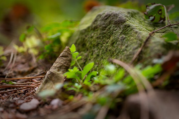 Green moss growing on a rock