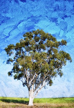 Landscape With A Blue Gum Tree Against Blue Sky
