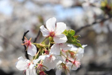 桜　サクラ　さくら