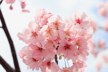 桜　サクラ　さくら