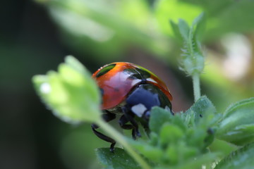 草に止まるナナホシテントウ