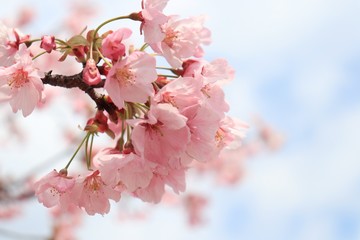 桜　サクラ　さくら