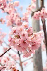 桜　サクラ　さくら
