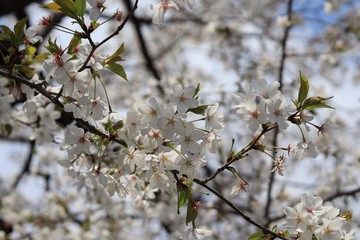 桜　サクラ　さくら