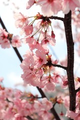 桜　サクラ　さくら