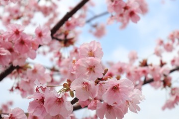 桜　サクラ　さくら