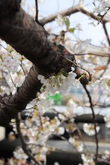 桜　サクラ　さくら