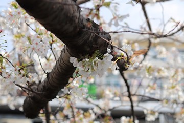 桜　サクラ　さくら