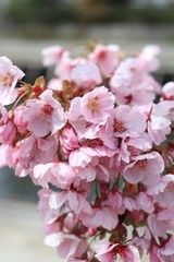 桜　サクラ　さくら