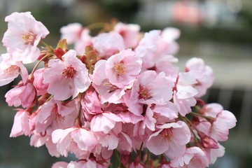 桜　サクラ　さくら