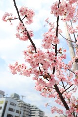 桜　サクラ　さくら