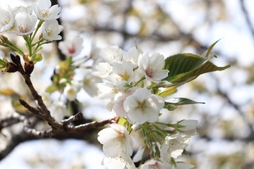 桜　サクラ　さくら