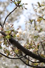 桜　サクラ　さくら