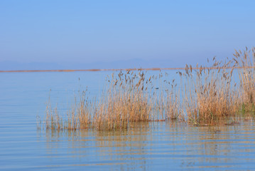 lake Karla , Greece , wild flora and fauna, in a protected ecological environment