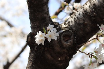 桜　サクラ　さくら