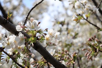 桜　サクラ　さくら