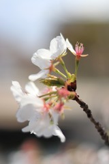 桜　サクラ　さくら