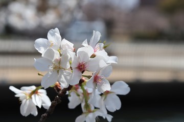 桜　サクラ　さくら