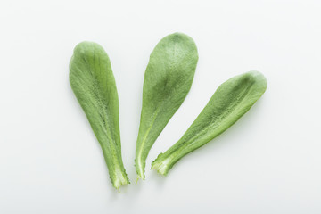 大葉春菊（鍋しゅんぎく）　北九州名産