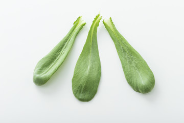 大葉春菊（鍋しゅんぎく）　北九州名産