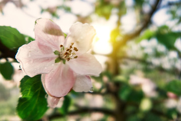 apple trees are blooming. branches of blossoming trees. spring.