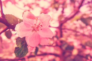 spring flowering apple trees. blooming tree branches.