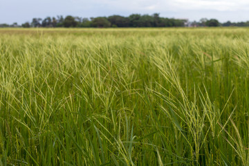 Weeds cover green rice fields.