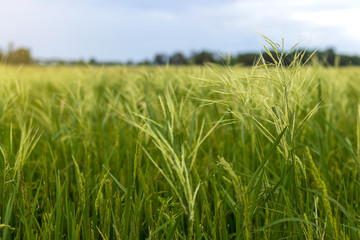 Weeds cover green rice fields.