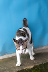 White Thai cat, black pattern, standing sick.