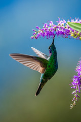 Blue hummingbird Violet Sabrewing flying next to beautiful red flower. Tinny bird fly in jungle. Wildlife in tropic Costa Rica. Two bird sucking nectar from bloom in the forest. Bird behaviour © vaclav