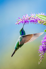 Blue hummingbird Violet Sabrewing flying next to beautiful red flower. Tinny bird fly in jungle....