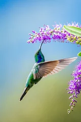 Foto op Canvas Blue hummingbird Violet Sabrewing flying next to beautiful red flower. Tinny bird fly in jungle. Wildlife in tropic Costa Rica. Two bird sucking nectar from bloom in the forest. Bird behaviour © vaclav