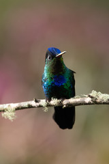 Blue hummingbird Violet Sabrewing flying next to beautiful red flower. Tinny bird fly in jungle. Wildlife in tropic Costa Rica. Two bird sucking nectar from bloom in the forest. Bird behaviour