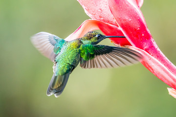 Blue hummingbird Violet Sabrewing flying next to beautiful red flower. Tinny bird fly in jungle. Wildlife in tropic Costa Rica. Two bird sucking nectar from bloom in the forest. Bird behaviour © vaclav