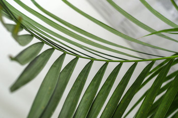 green palm leaf