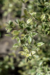 Green leaves of Osmanthus heterophyllus Variegatus