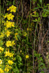 Yellow flowers of primrose jasmine