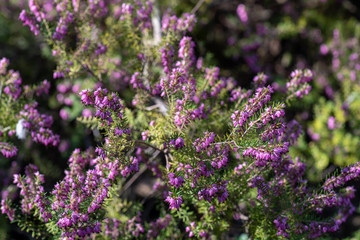 Obraz premium A closeup on a Erica × darleyensis blooming bush