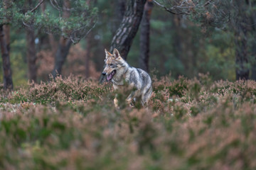 Lone wolf running in autumn forest Czech Republic
