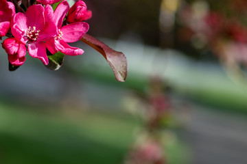 Malus × moerlandsii Liset on blurred copyspace background