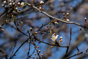 In the spring the trees bloom. Beautiful background with tree branch with flowers