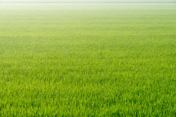 Obraz na płótnie Canvas Rice farm background.