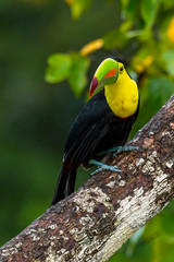 Ramphastos sulfuratus, Keel-billed toucan The bird is perched on the branch in nice wildlife natural environment of Costa Rica