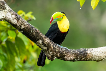 Ramphastos sulfuratus, Keel-billed toucan The bird is perched on the branch in nice wildlife natural environment of Costa Rica