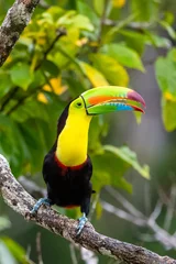 Foto op Plexiglas Ramphastos sulfuratus, Keel-billed toucan De vogel zit op de tak in een mooie natuur in de natuur van Costa Rica © vaclav